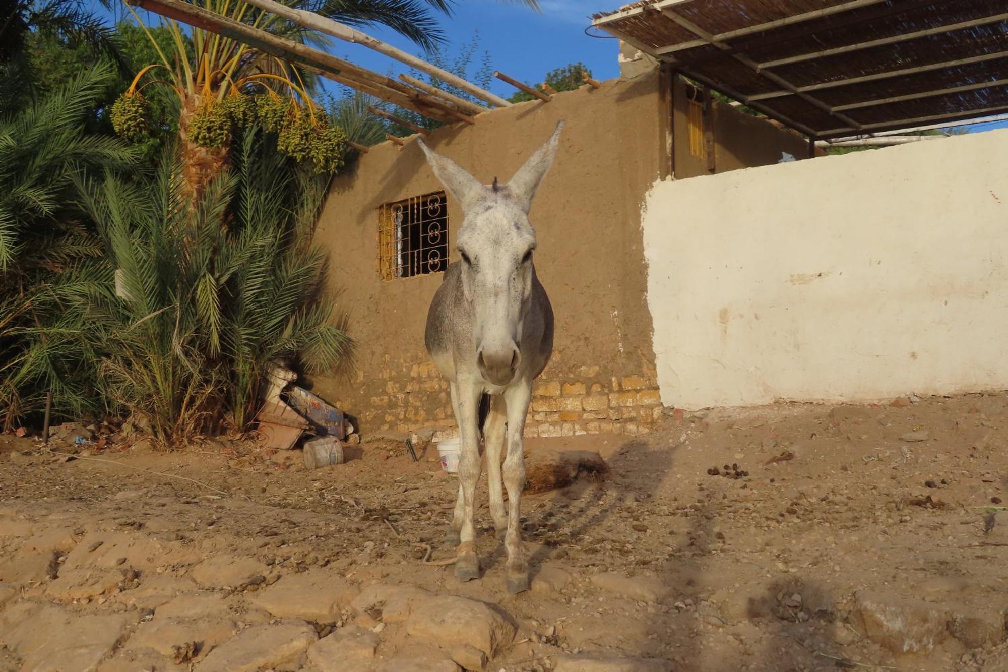 Nubian Lotus Bed & Breakfast Асуан Екстериор снимка