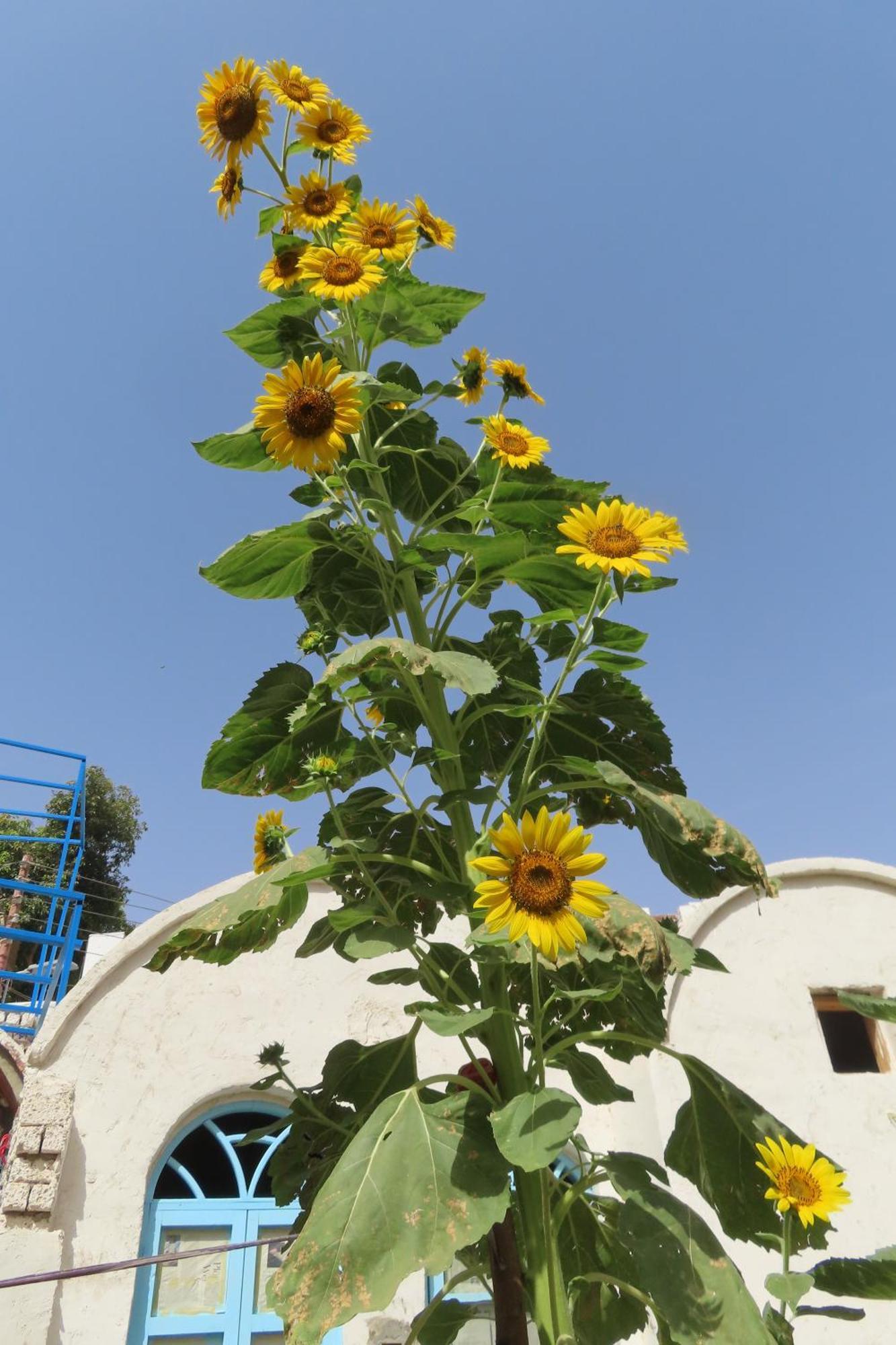 Nubian Lotus Bed & Breakfast Асуан Екстериор снимка